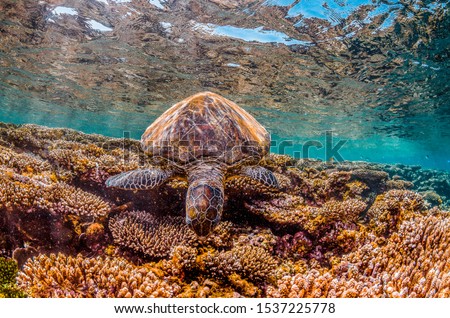 Underwater shot of a green sea turtle in the wild, among beautiful coral reef in clear tropical water