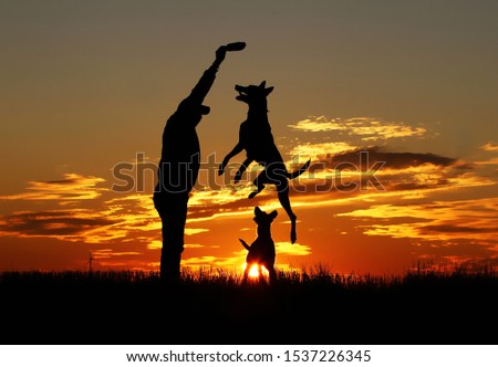 Man and dogs on the background of incredible sunset, beautiful sunset, two dogs and a man, Belgian shepherd  Malinois, a man playing with dogs, dogs jumping