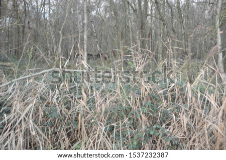 overgrown field in decommissioned / disused Belgian army base in Zedelgem, Belgium