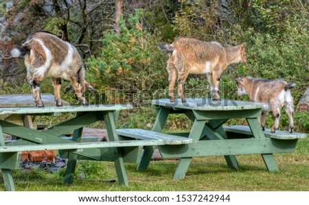 goats stand on wooden tables outside on a warm autumn day