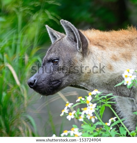 Closeup portrait image of Hyena