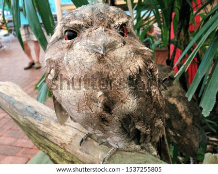 Owl Animal Australia Park Garden