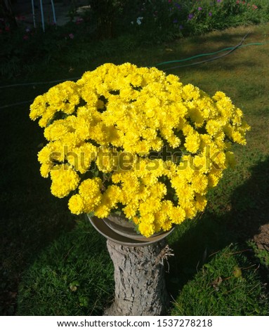 This is picture of Tickseed plant (Coreopsis)