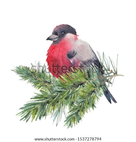 Watercolor Christmas iluustration with bullfinch. Isolated winter artwork: finch bird and Christmas tree spruce. Clip art for greeting design