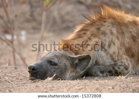 Spotted hyena, Kruger National Park, South Africa