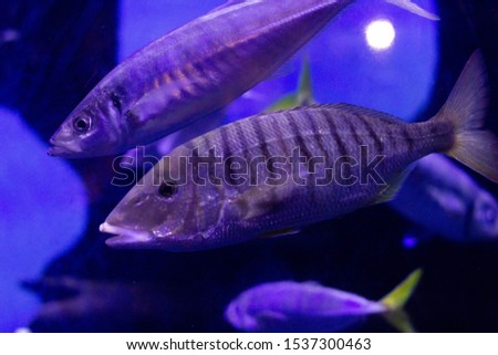 fish in the blue water with purple light