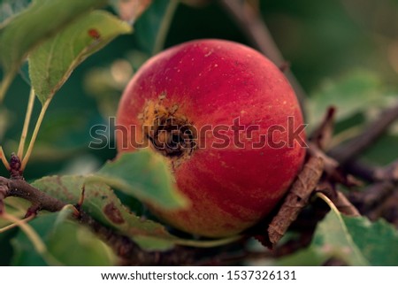 Fresh natural apple fruit without chemistry