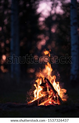 Burning campfire on a dark night in a forest