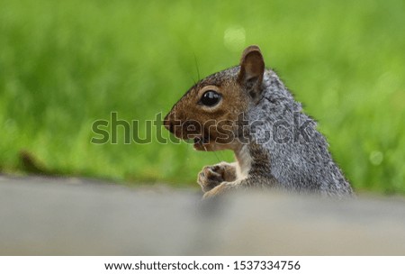 squirrel peeking over a wall