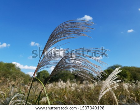 Silver grass flying in the full wind