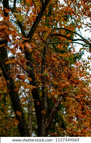 Colourful autumnal leaves in woodland canopy. Trees covered in yellow and gold seasonal leaves. UK woodland.