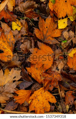Autumnal leaves on woodland floor. Different examples of fallen tree foliage. Colourful leaves in natural forest environment.