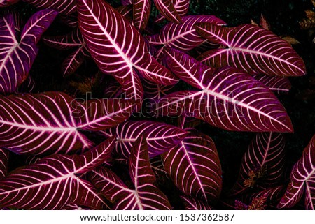 abstract colorful texture, nature background, tropical leaf