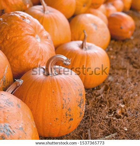 orange pumpkins outdoors in autumn