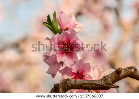 Close-up of Peach Blossoms Blooming on Peach Trees 