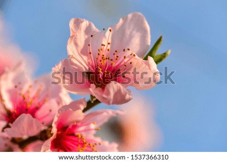 Close-up of Peach Blossoms Blooming on Peach Trees 