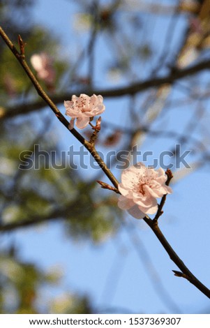 A vertical shallow focus shot of Cherry Blossoms blooming on a tree branch during spring