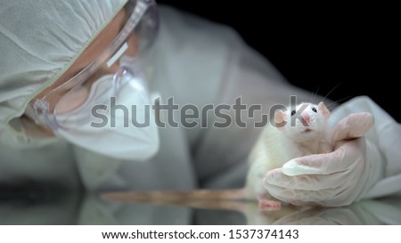 Lab worker screening rat behavior after experiment, illegal animal testing Royalty-Free Stock Photo #1537374143