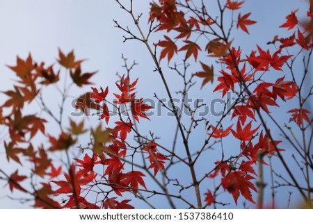 Colored leaves and autumn blue sky