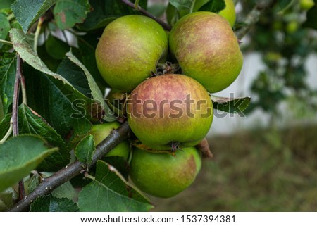 Delicious looking organic apples growing on a tree in the garden nobody in the image