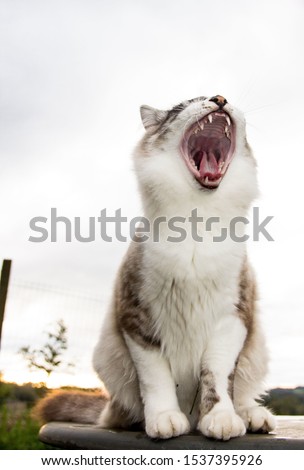 A vertical closeup shot of a cute white and gray cat yawning with its mouth wide open. Perfect for a cute wallpaper.