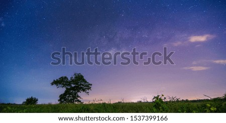 Silhouette of a tree at paddy field at night with the milky way  