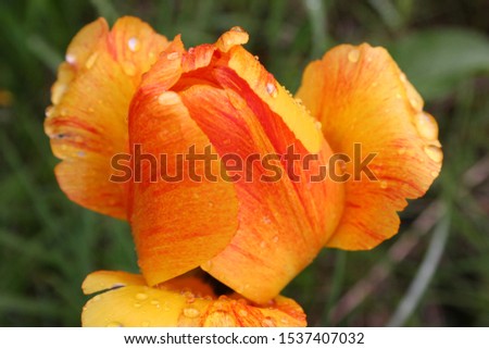 beautiful orange rose with water drobs