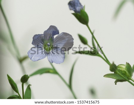 Flax (Linum usitatissimum) flowers over light background, close up shot, local focus
