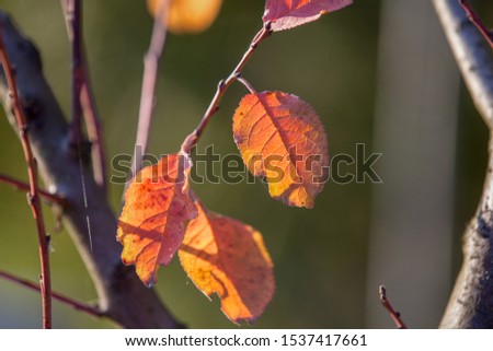 Autumn warm colors leaves background