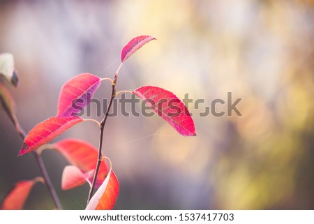 Autumn warm colors leaves background