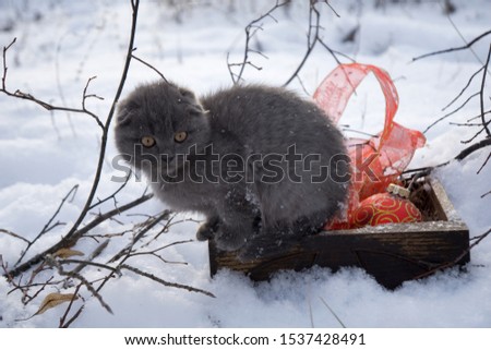 Magic cat with red ball and ribbon  in wood tray with dry  twig of  tree over white snow background . Christmas and New year decorations or greeting card. 