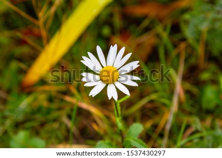 Lonely meadow Daisy on the background of dry autumn grass