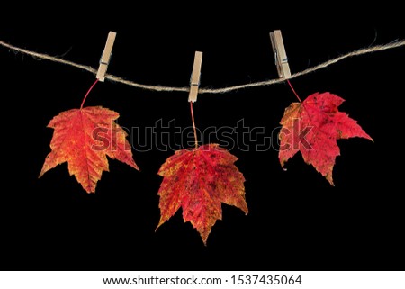 autumn maple leaves on twine clothesline with clothespins isolated on black background