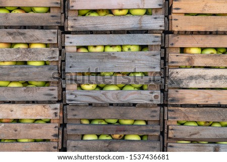 green apples in wooden crates autumn harvest