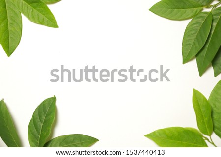 Frame Of Fresh Green Leaves on white background. Royalty-Free Stock Photo #1537440413