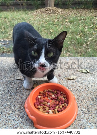 Hungry cat licks the lips. Cat eating food.