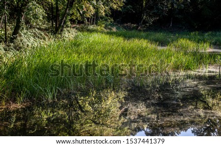 Green lake or pond with water grass in the nature