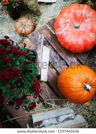 Orange pumpkins and bouquet of autumn flowers on the wooden table in outdoor autumn picture