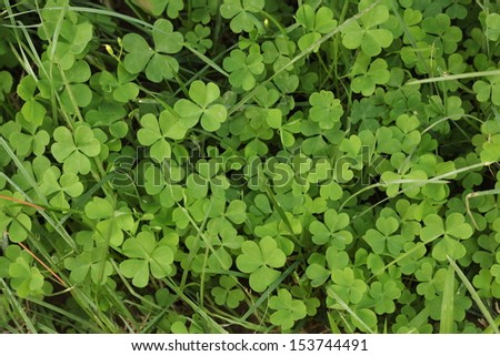 Land covered by clover