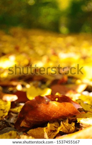 Autumn. Fall. Autumnal Park. Autumn Trees and Leaves in sun light. Autumn scene