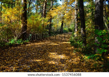 Autumn. Fall. Autumnal Park. Autumn Trees and Leaves in sun light. Autumn scene