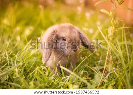 Little Dwarf Rabbit Sitting In Flowers Images And Stock Photos