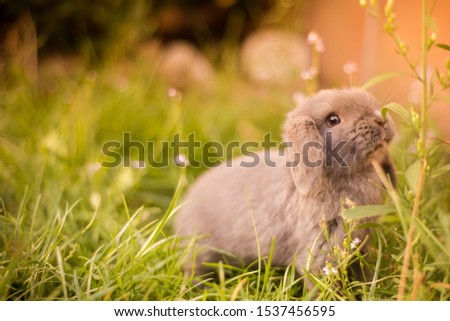 Little Dwarf Rabbit Sitting In Flowers Images And Stock Photos