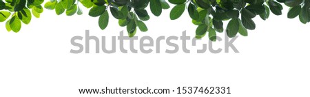 Groups of fresh green leaves arranged on a white background build a natural frame in panorama format. Royalty-Free Stock Photo #1537462331