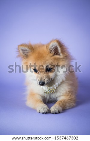 Golden Pomeranian puppy portrait. Dog studio photography.  Lavanda background.