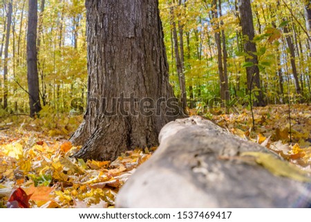 fall maple forest hiking spot