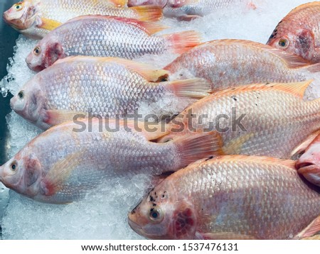 Fresh food in the fresh market or supermarket cooled fish Fresh ice cooled hakes on a Seafood market ingredient from ocean.