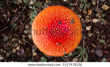 round Fly agaric (amanita muscaria) red mushroom from above, poisonous and psychedelic, concept of danger, autumn