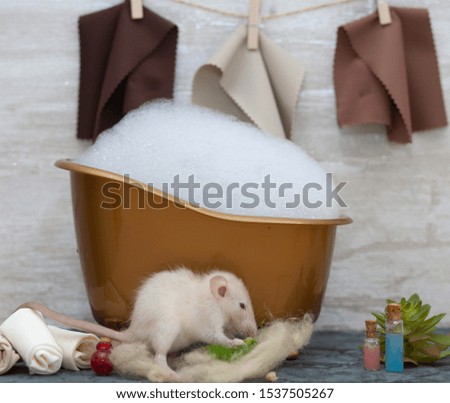 The white fluffy rat is a symbol of 2020. The animal sits in a brown toy bath with foam. Towels hang on the wall. Nearby are bottles with shampoo.