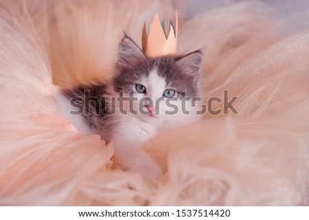 little cute gray kitten in a magnificent ballet skirt and a crown Royalty-Free Stock Photo #1537514420
